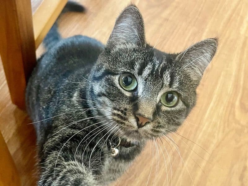 Tabby 6 years old female named Kicia for adoption in Cook County, Illinois | Petmeetly