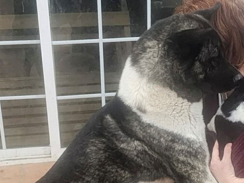 American Akita 1 year 5 months old female large named Ice for breeding in Marion County, Florida | Petmeetly
