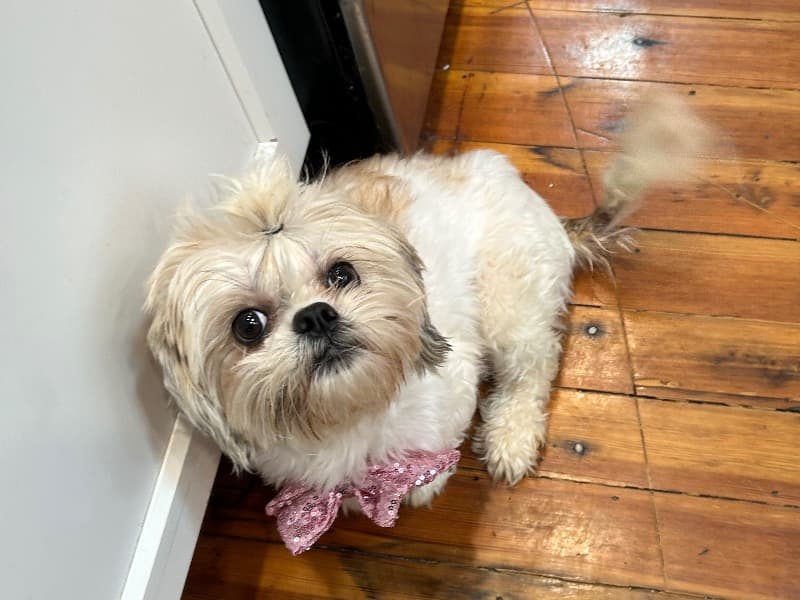 Shih Tzu 2 years old female medium named Lucy for sale in Suffolk County, Massachusetts | Petmeetly