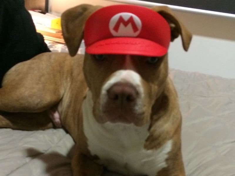 Max primary photo