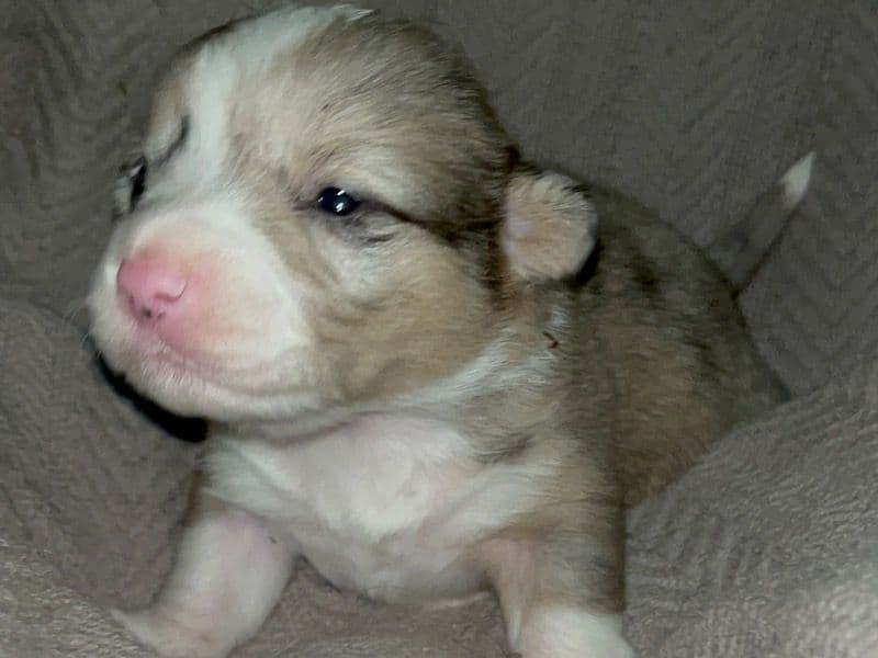 Corgi 1 month old female small named Puppy for sale in Raleigh County, West Virginia | Petmeetly