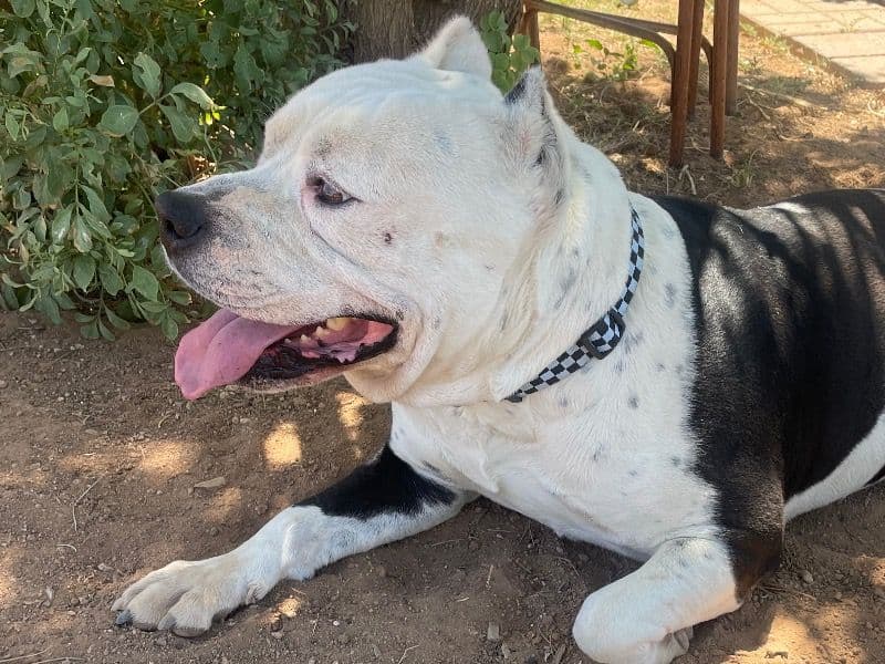 American PitBull Terrier 6 years 5 months old male large named Shugacaine for breeding in Doña Ana County, New Mexico | Petmeetly