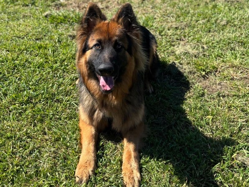 German Shepherd 1 year 4 months old male large named Gunnar for breeding in Liverpool City Council, New South Wales | Petmeetly