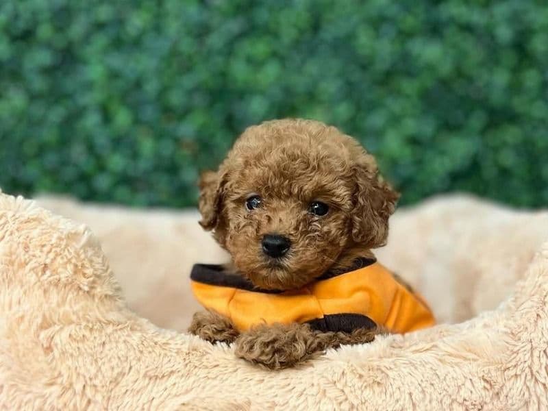 Poodle 2 months old female small named Lilly for sale in Davidson County, Tennessee | Petmeetly