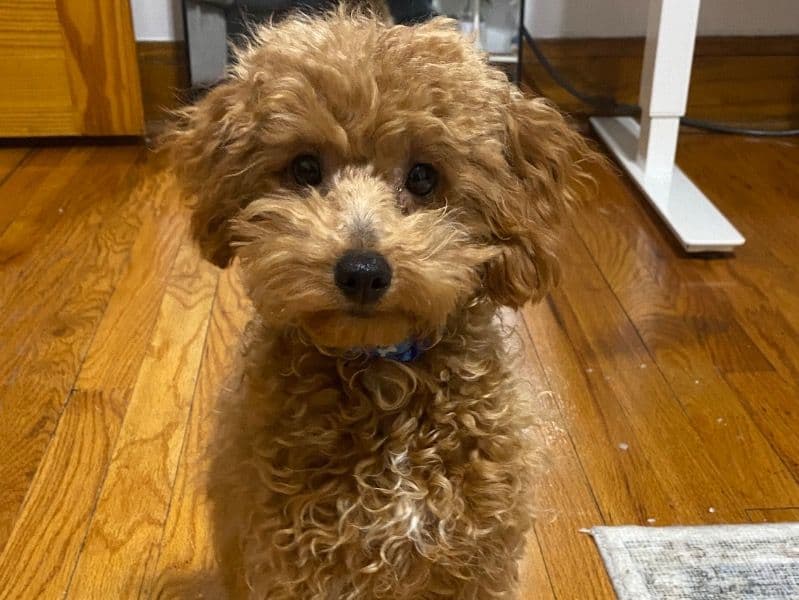 Toy Poodle 6 months old male small named Apollo for sale in Cook County, Illinois | Petmeetly