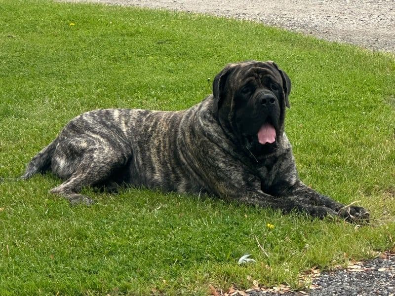 Dozer primary photo