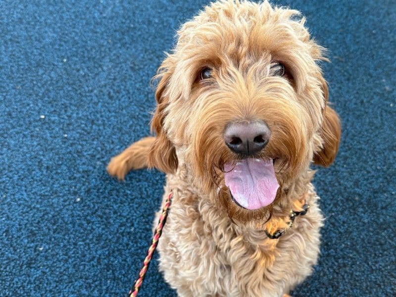 Goldendoodle 1 year 9 months old male large named Marco for breeding in Salt Lake County, Utah | Petmeetly