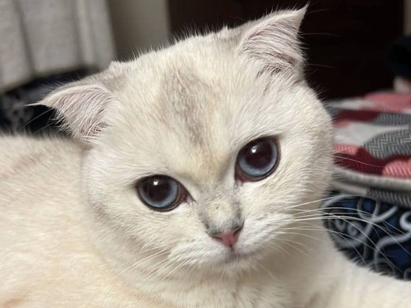 British Shorthair 1 year 6 months old female named Liza for breeding in Kings County, New York | Petmeetly