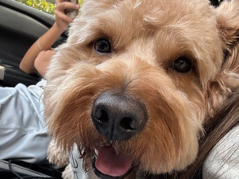 Goldendoodle 3 years 11 months old male medium named Hunter for breeding in Broward County, Florida | Petmeetly