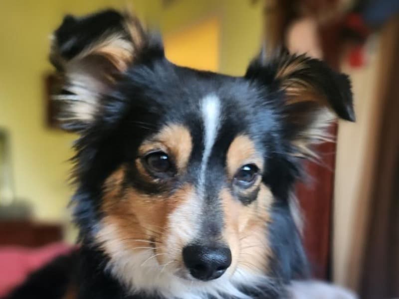 Miniature Australian Shepherd 3 years 10 months old male small named Dickens for breeding in Pima County, Arizona | Petmeetly
