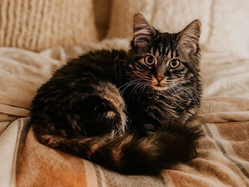 Norwegian Forest Cat 10 months old female named Lola 🤎 for breeding in West Midlands, England | Petmeetly