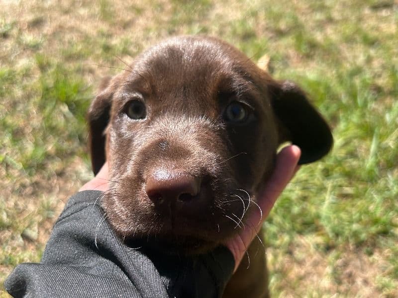 Mary - Labrador Retriever | Petmeetly