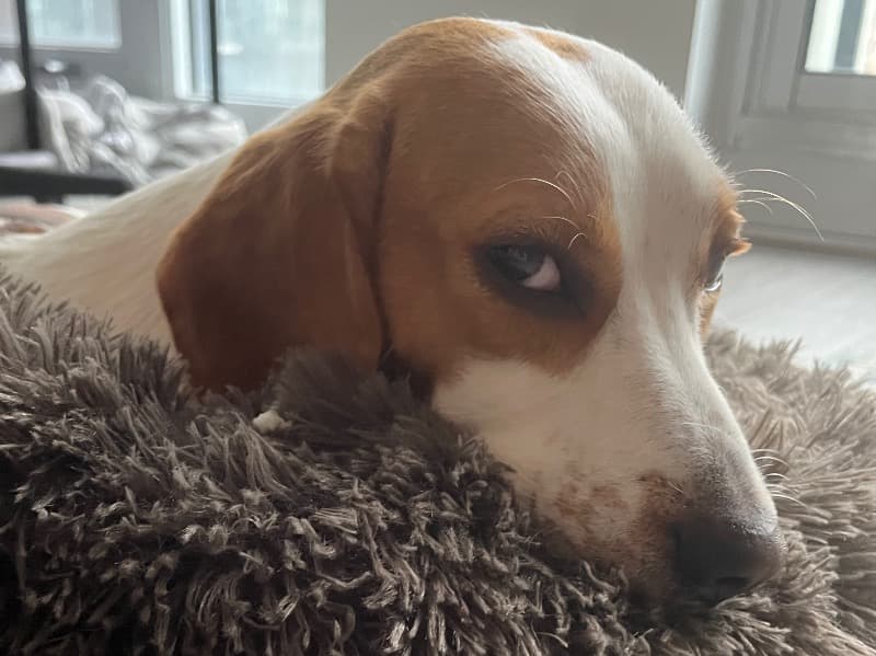 Beagle 4 years 10 months old male medium named Neo for breeding in Toronto, Ontario | Petmeetly