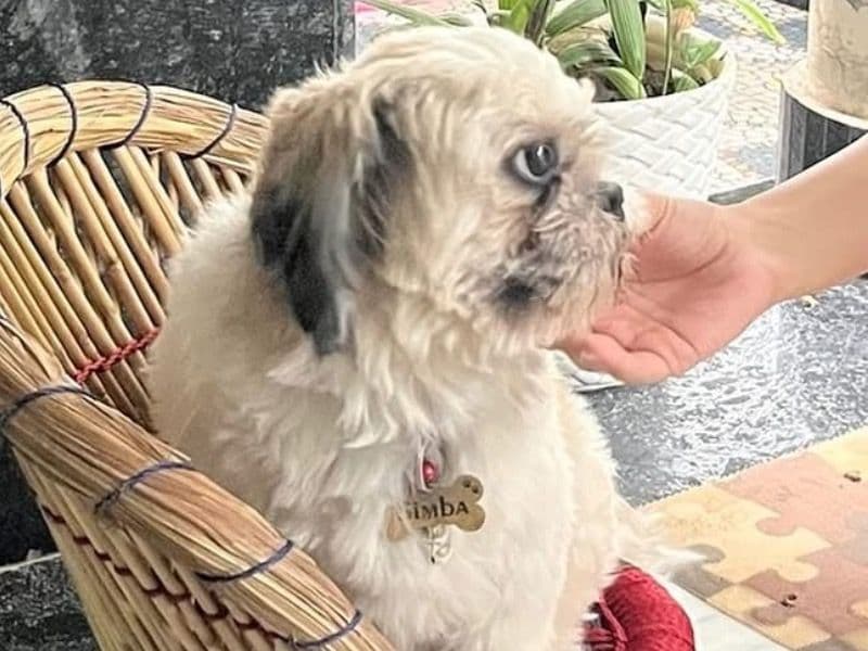Shih Tzu 3 years old male medium named Simba for breeding in Bikaner Division, Rajasthan | Petmeetly