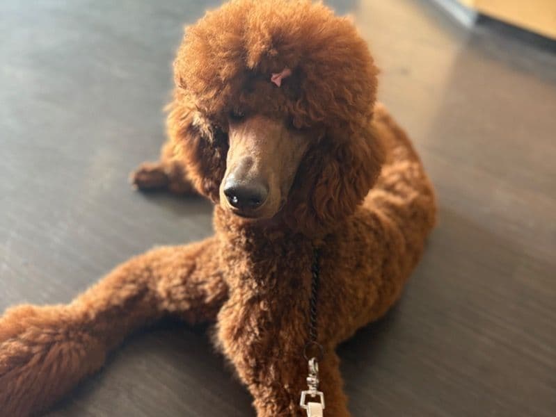 Standard Poodle 1 year 7 months old male large named Jack for breeding in Cleveland County, Oklahoma | Petmeetly