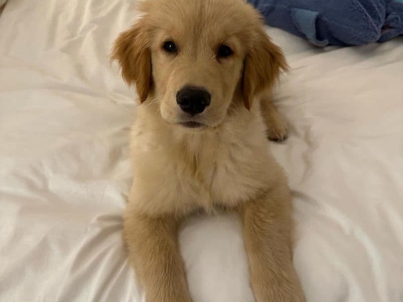Bella - Golden Retriever | Petmeetly