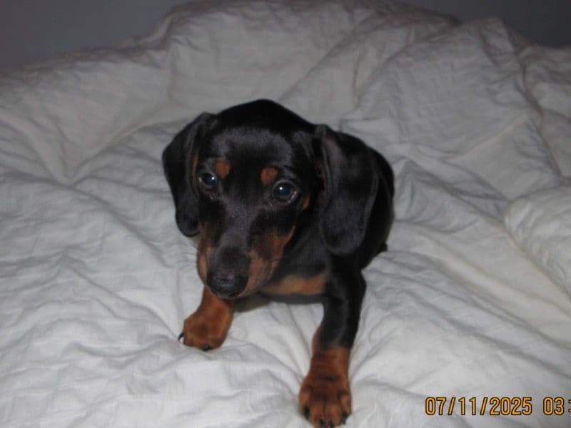 Milo primary photo