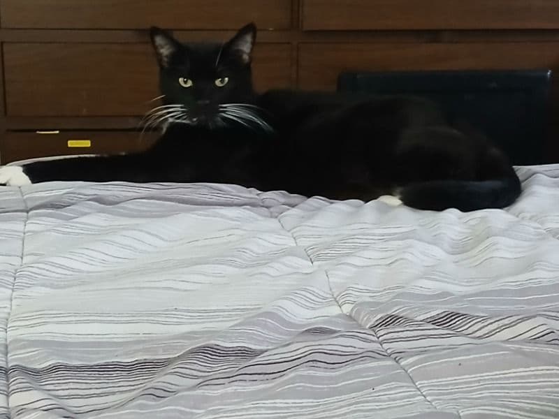 American Longhair 5 years old female named Kitkat for sale in Cowlitz County, Washington | Petmeetly