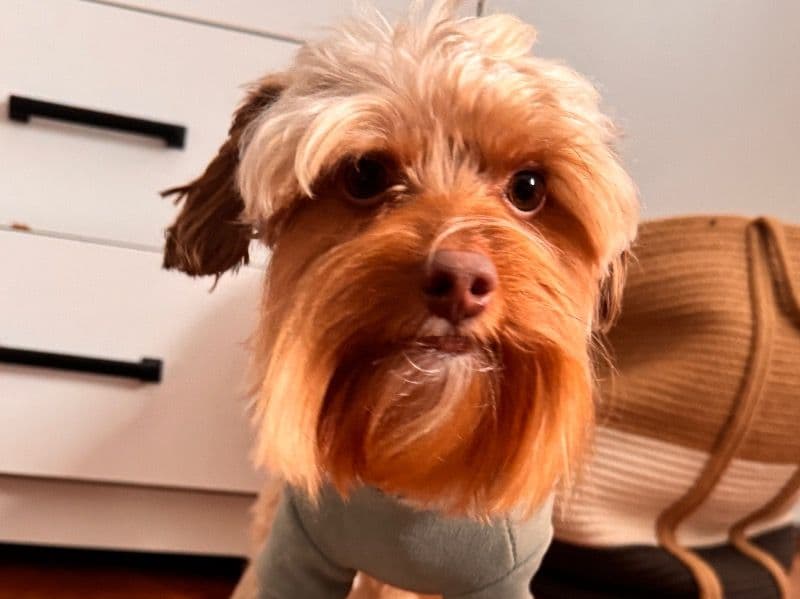 Yorkshire Terrier 1 year 10 months old male small named Bruno for breeding in Kings County, New York | Petmeetly