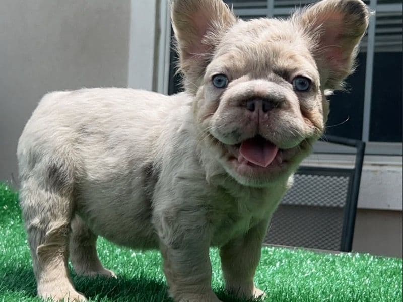 French Bulldog 5 months old male medium named Luna for sale in Kern County, California | Petmeetly