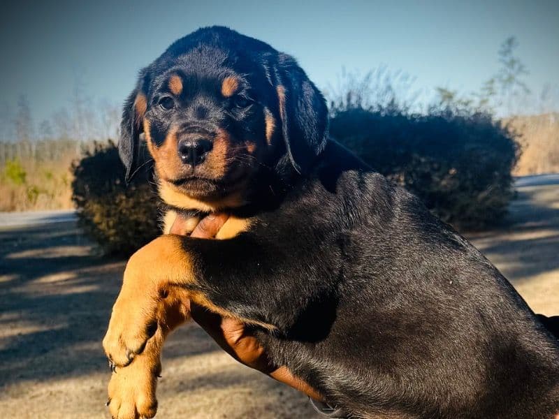 Rottweiler 2 months old female medium named Scarlet for sale in Williamsburg County, South Carolina | Petmeetly