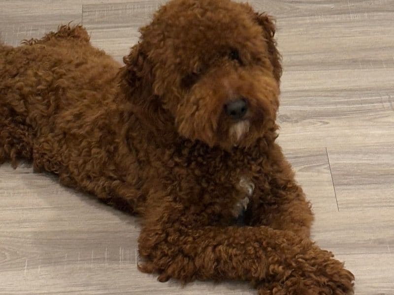 Goldendoodle 1 year 9 months old male small named Luca for breeding in Collin County, Texas | Petmeetly