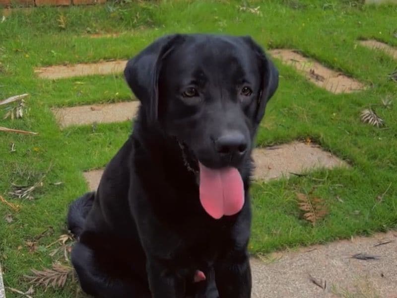 Labrador Retriever 2 years old male medium named Google for breeding in Bangalore Division, Karnataka | Petmeetly