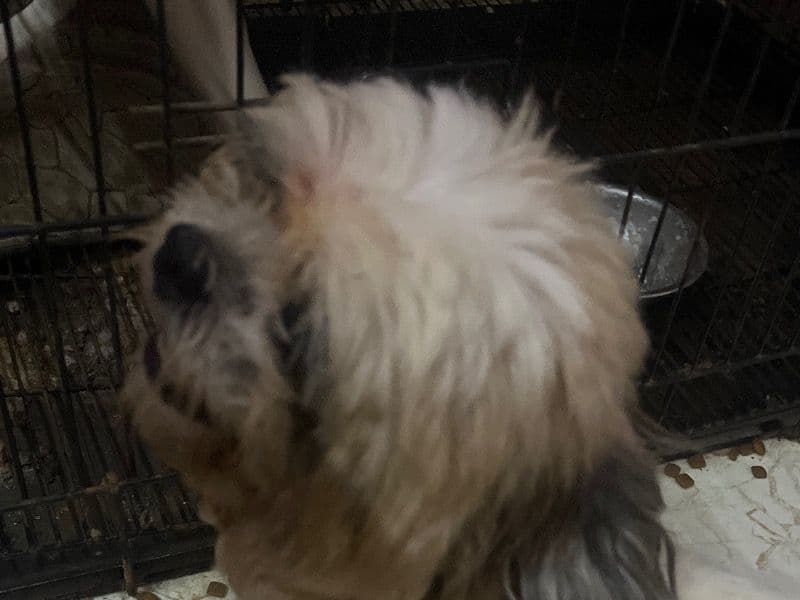 Shih Tzu 1 year 9 months old male medium named Oreo for breeding in Bangalore Division, Karnataka | Petmeetly