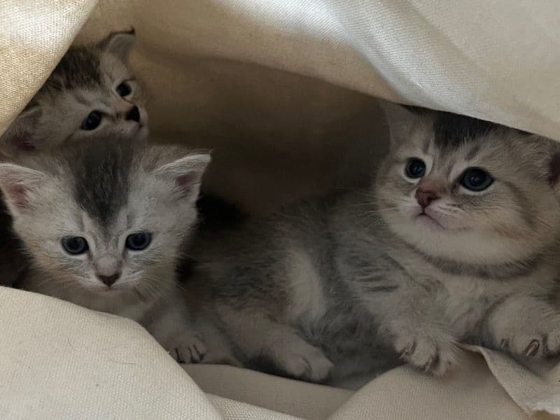 Kittens primary photo