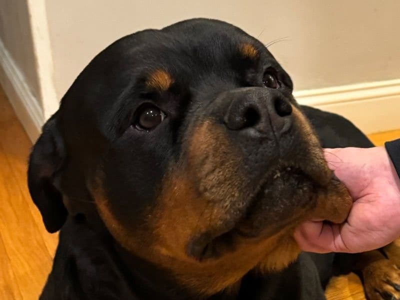 Rottweiler 5 years 2 months old male large named Remi for breeding in Kent County, Rhode Island | Petmeetly