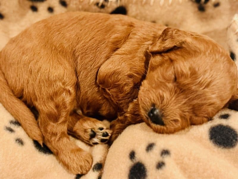 Goldendoodle 1 month old male small named Cedar for sale in Clark County, Washington | Petmeetly