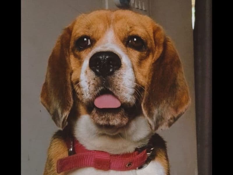 Charlie primary photo