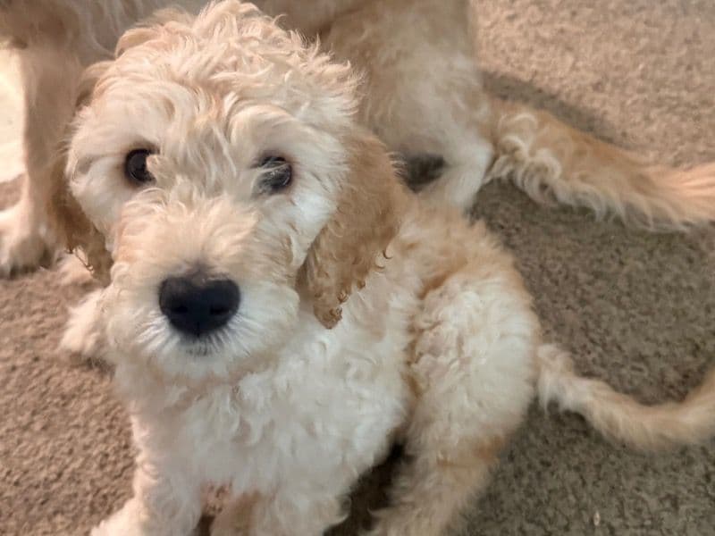 Goldendoodle 2 months old female small named Isabella for sale in Montgomery County, Ohio | Petmeetly