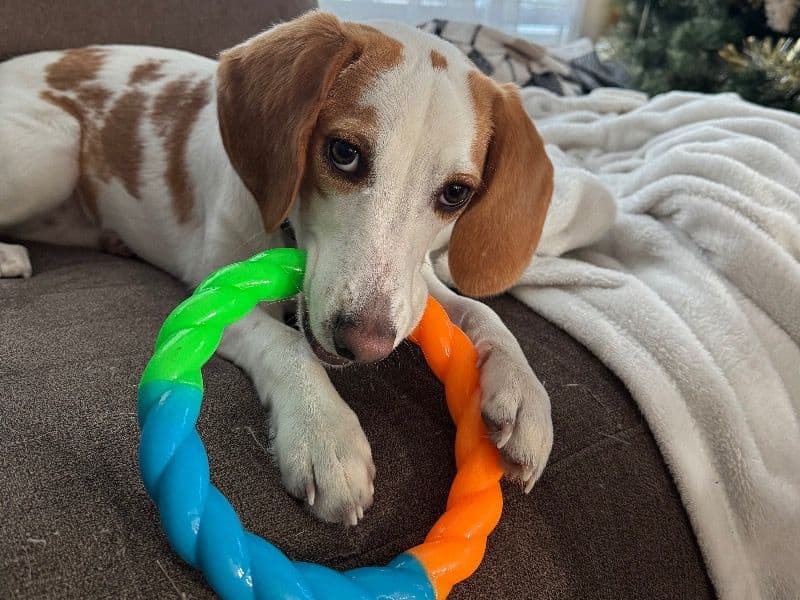 Beagle 9 months old female medium named Sadie for adoption in Hobart, Indiana | Petmeetly