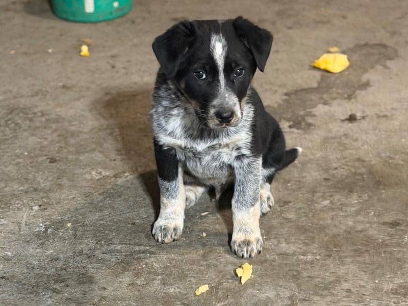 Border Collie 2 months old male medium named Has No Name Yet for breeding in Rocky View County, Alberta | Petmeetly