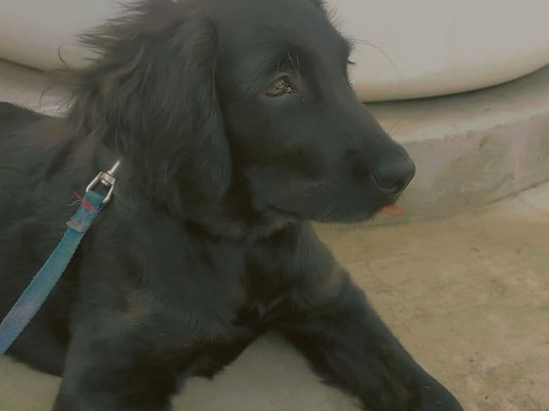 Golden Retriever Black primary photo