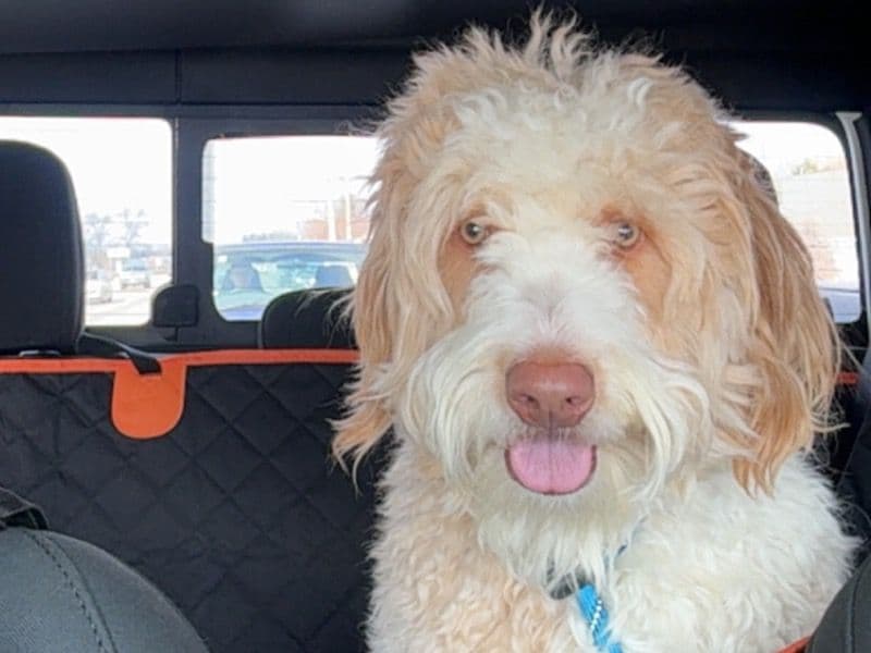 Aussiedoodle 1 year 6 months old male medium named Theodore for adoption in Kent County, Michigan | Petmeetly