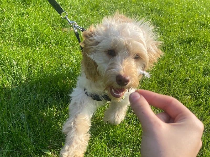 Cockapoo 2 years 1 month old male medium named Otis for breeding in West Yorkshire, England | Petmeetly