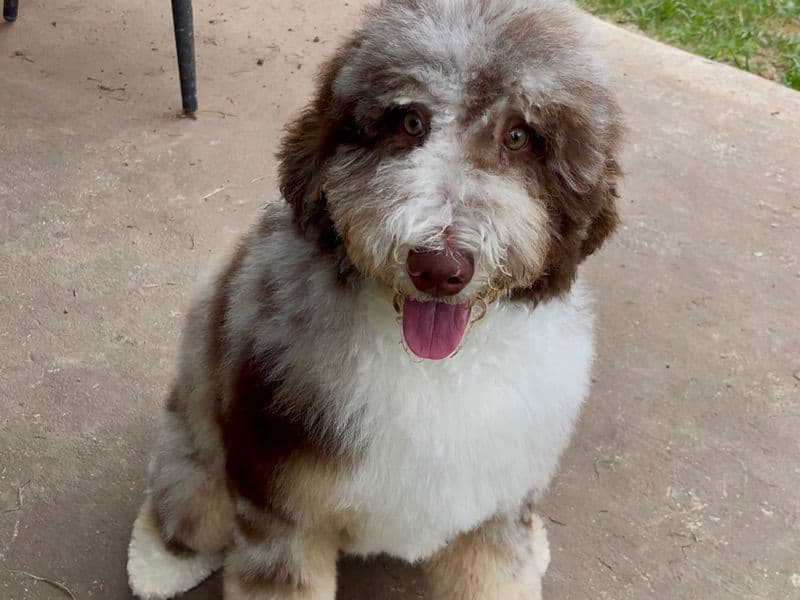 Mini Bernedoodle 9 months old male medium named Legend Cartier for breeding in Harris County, Texas | Petmeetly