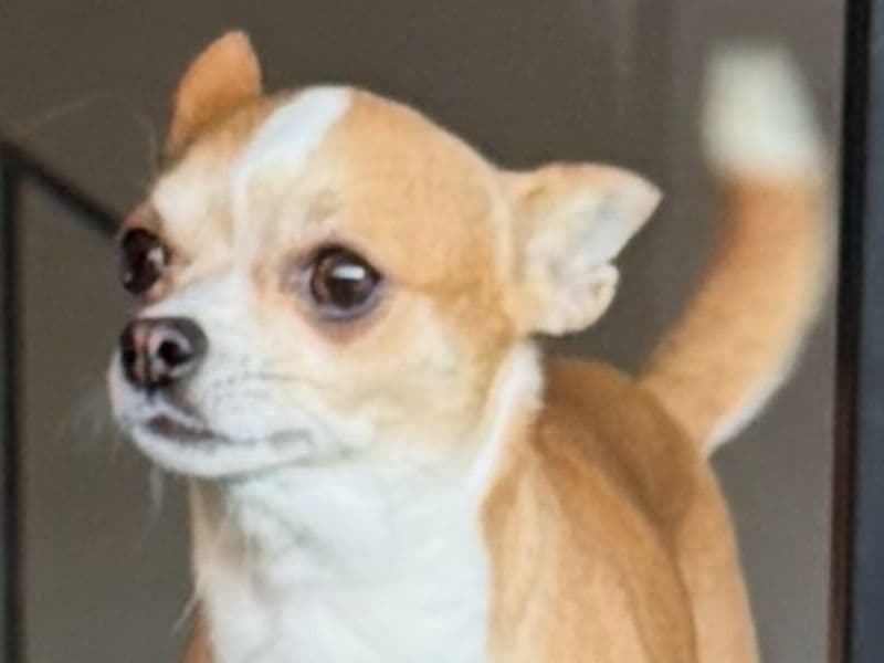 Chihuahua 5 years 4 months old male small named Satchel for breeding in Jackson, Tennessee | Petmeetly