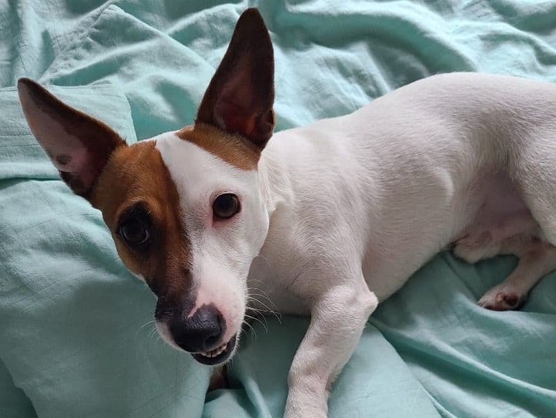 Jack Russell Terrier 1 year 5 months old male small named Robby for breeding in Greater London, England | Petmeetly