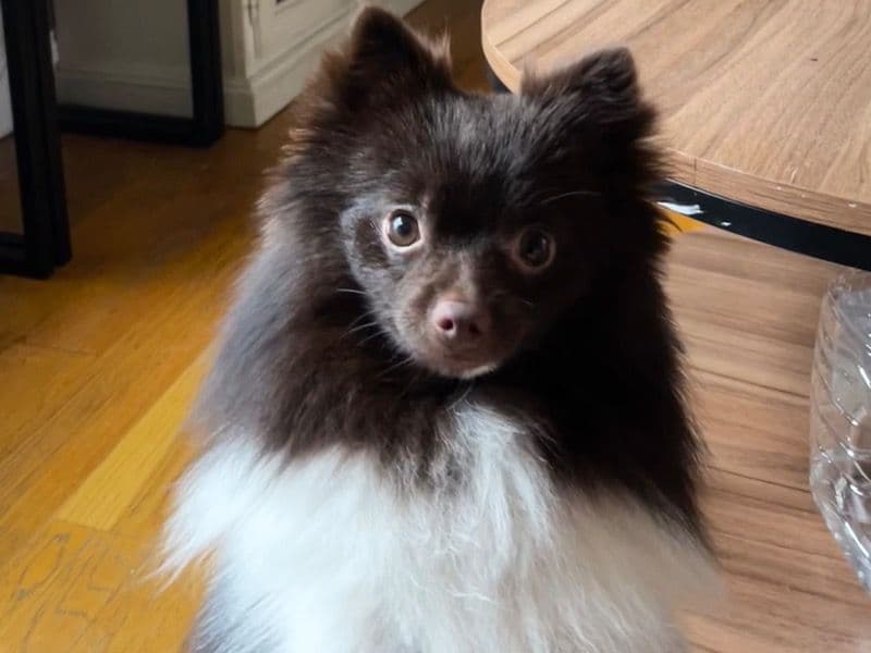 Martini primary photo