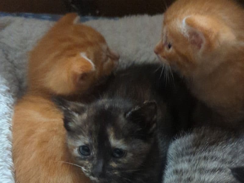Siamese 1 month old male named Little Boots for sale in Davidson County, Tennessee | Petmeetly
