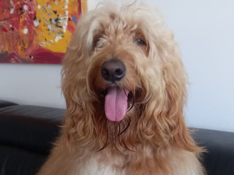 Buddy primary photo