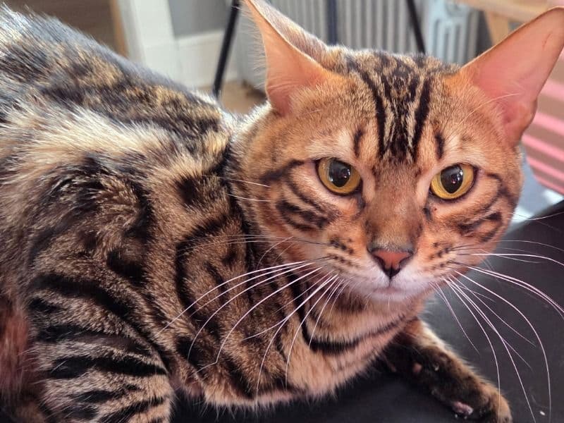 Bengal 1 year 5 months old male named Aries for sale in South Central Connecticut Planning Region, Connecticut | Petmeetly