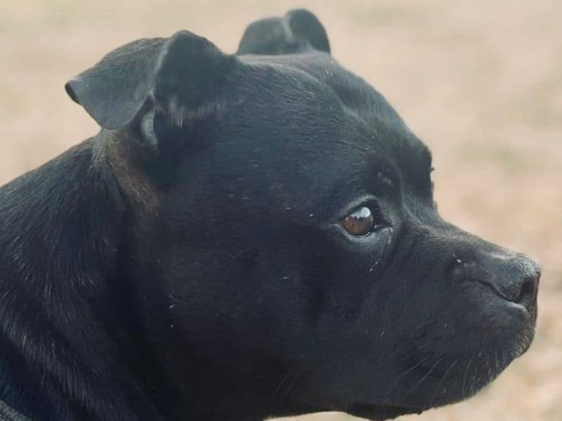 Staffordshire Bull Terrier 7 years 8 months old male medium named Beau for breeding in Greater London, England | Petmeetly