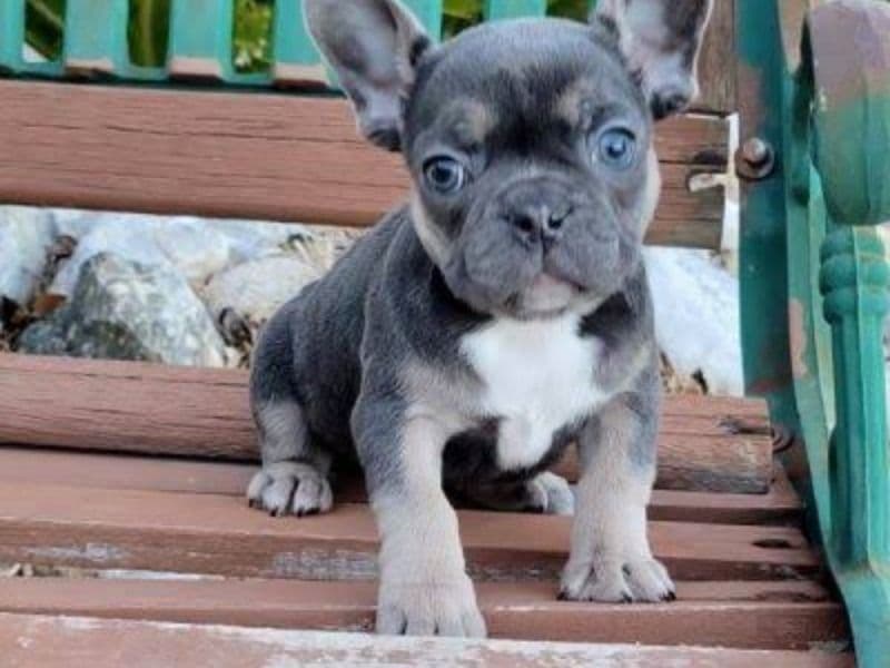 French Bulldog 2 months old male small named Letty for sale in Mezam, Northwest Region | Petmeetly