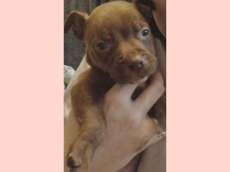 Addysen Reign - American PitBull Terrier | Petmeetly
