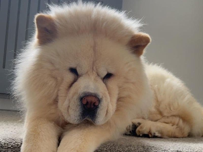 Chow Chow 10 years old male large named Teddy for breeding in Oxfordshire, England | Petmeetly