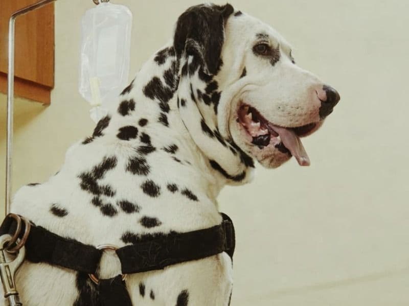 Dalmatian 5 years 2 months old male medium named Harry for breeding in Bangalore Division, Karnataka | Petmeetly